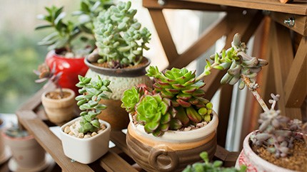 新買的冬美人怎么養(yǎng)？