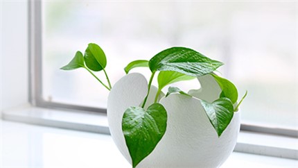 為什么綠蘿突然長黃葉子？