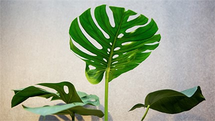 為什么在店里長得好好的植物，買回家就命都沒了？